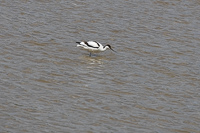 Elegant bird foraging in peaceful waters